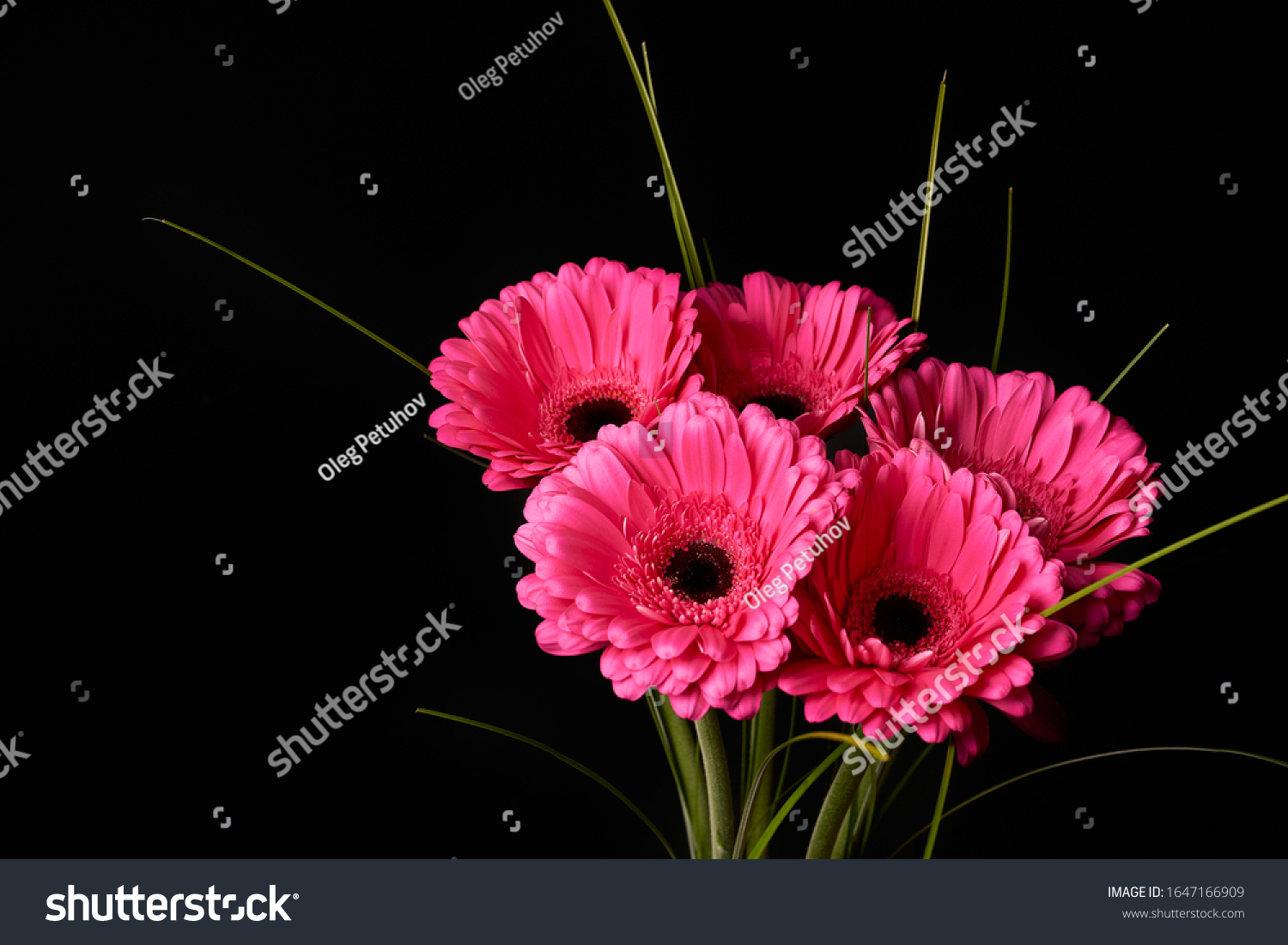 黒い背景に美しい花を持つピンクのガーベラデイジー花 の写真素材 今すぐ編集