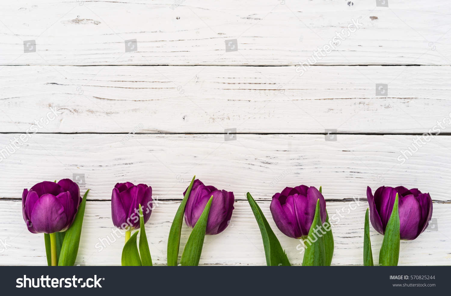 Beautiful Blooming Purple  Tulips  Border  On Stock Photo 
