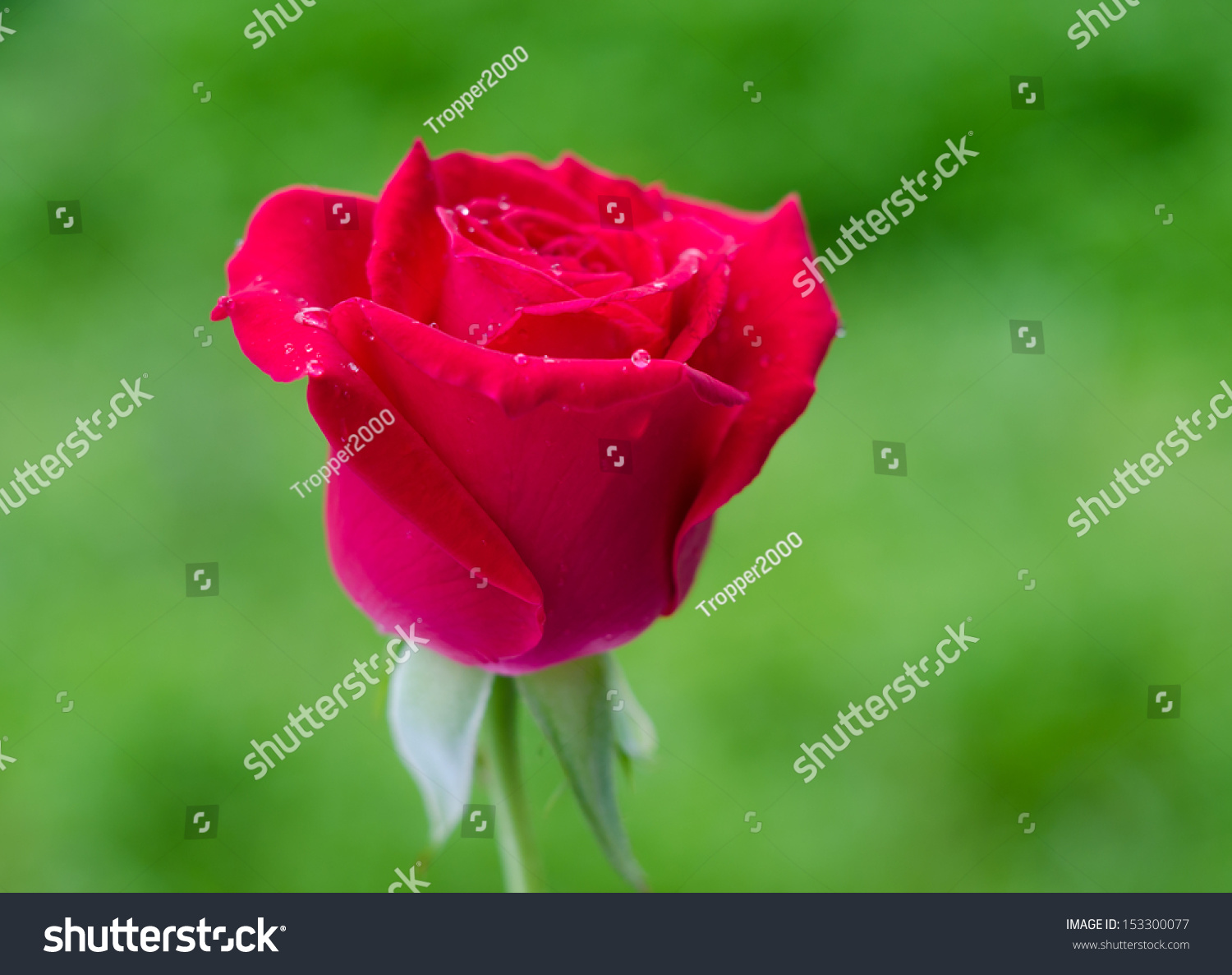 Beautiful Blooming Red Rose Green Nature Stock Photo Edit Now 153300077 Beautiful Blooming Red Rose Green Nature Stock Photo Edit Now 153300077