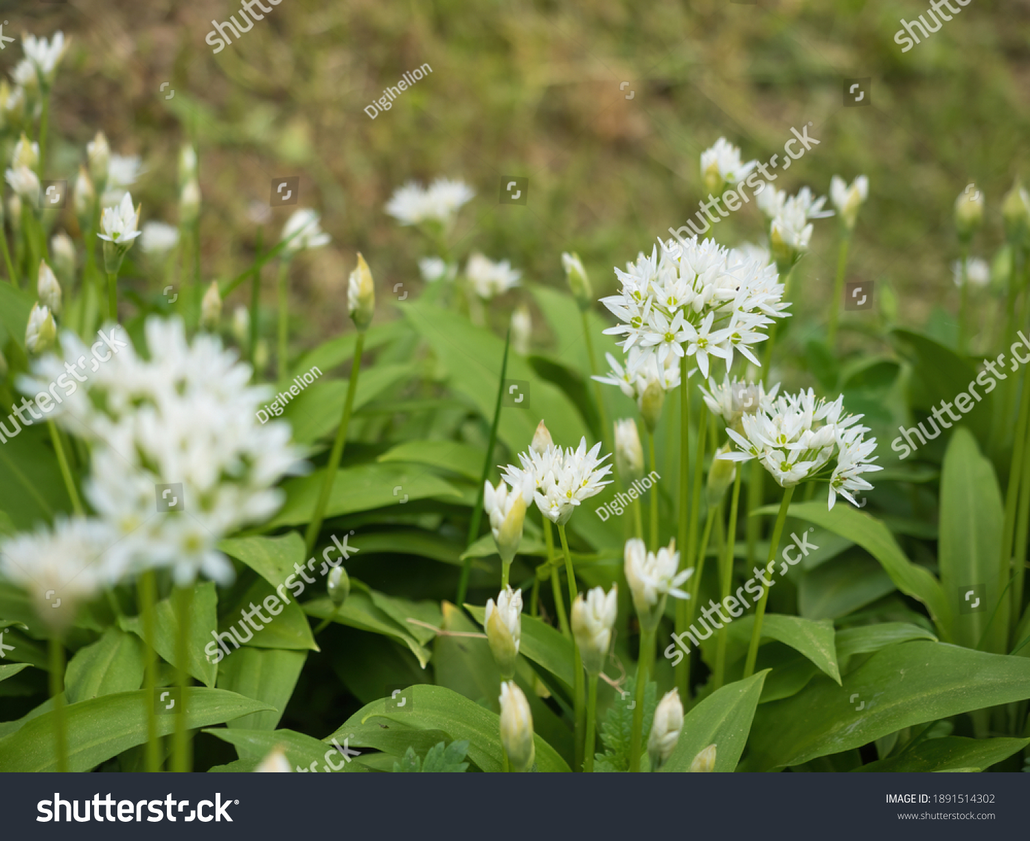 Wild garlic Images, Stock Photos & Vectors   Shutterstock