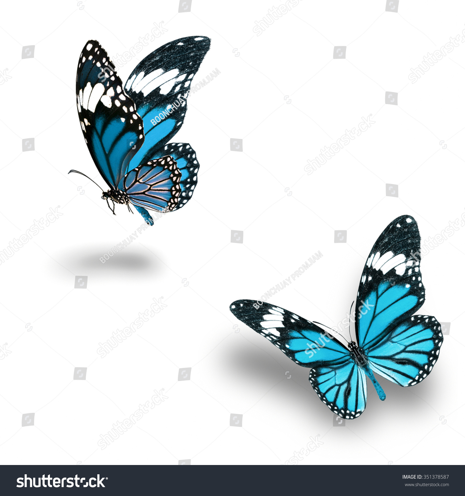 Beautiful Blue Butterfly Flying Stock Photo 351378587 - Shutterstock