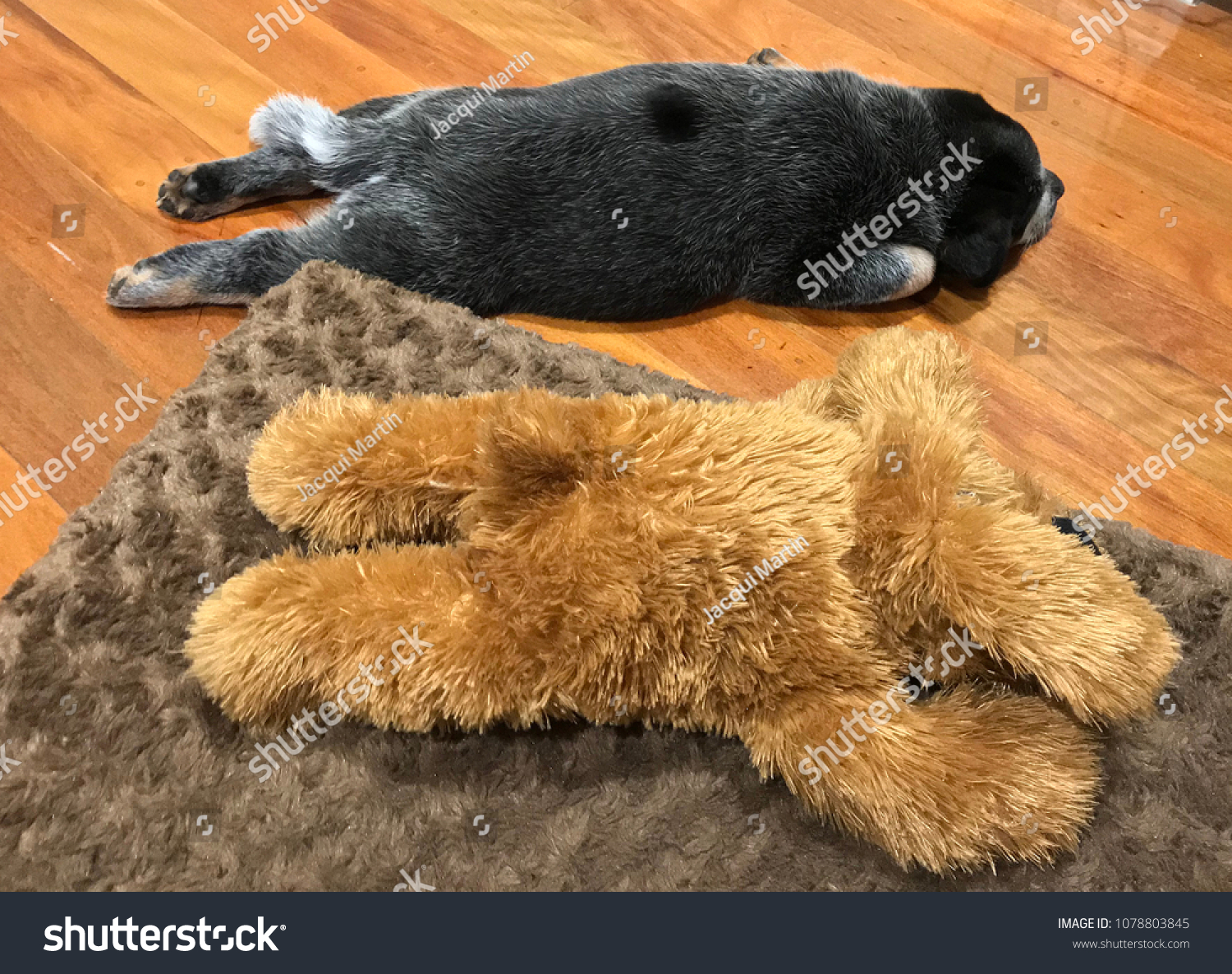 blue heeler stuffed toy