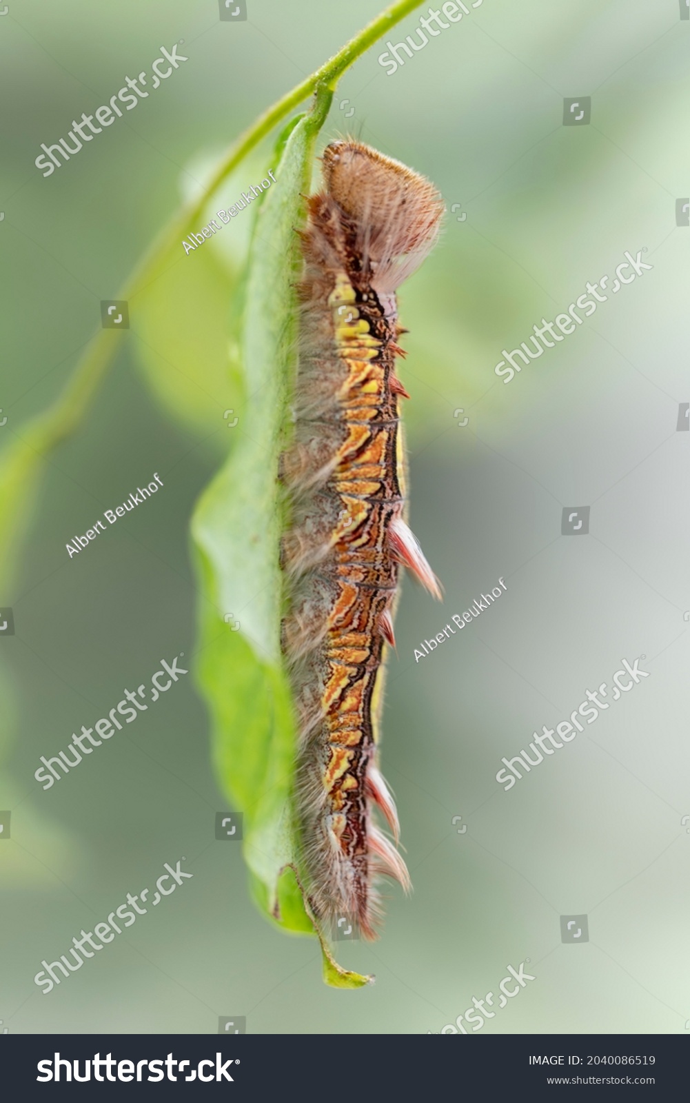 Beautiful Blue Morpho Caterpillar Morpho Peleides Stock Photo ...