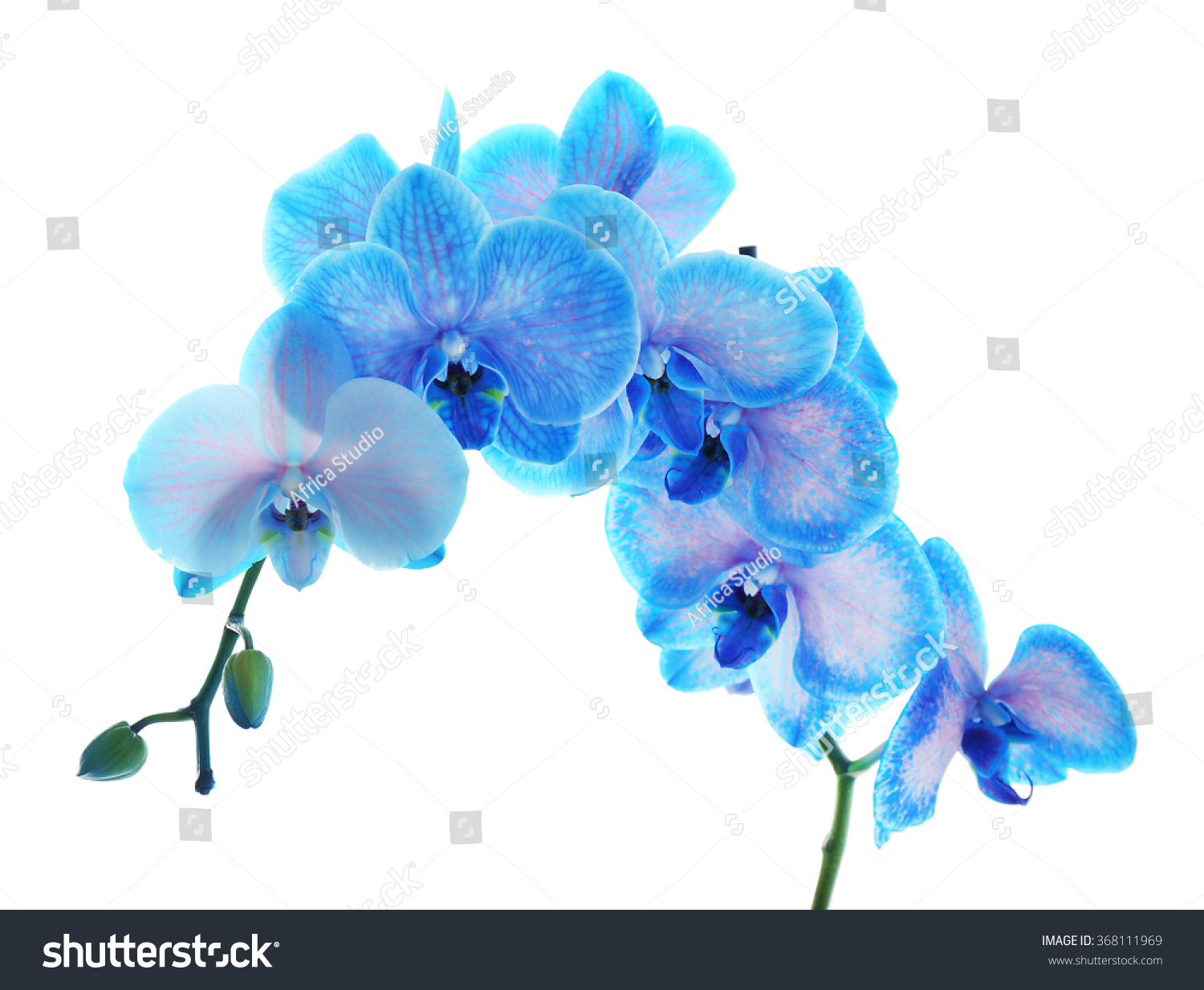Beautiful Blue Orchid Flower Isolated On Nature Stock Image 368111969,Kitchen Cabinet Colors With Dark Wood Floors