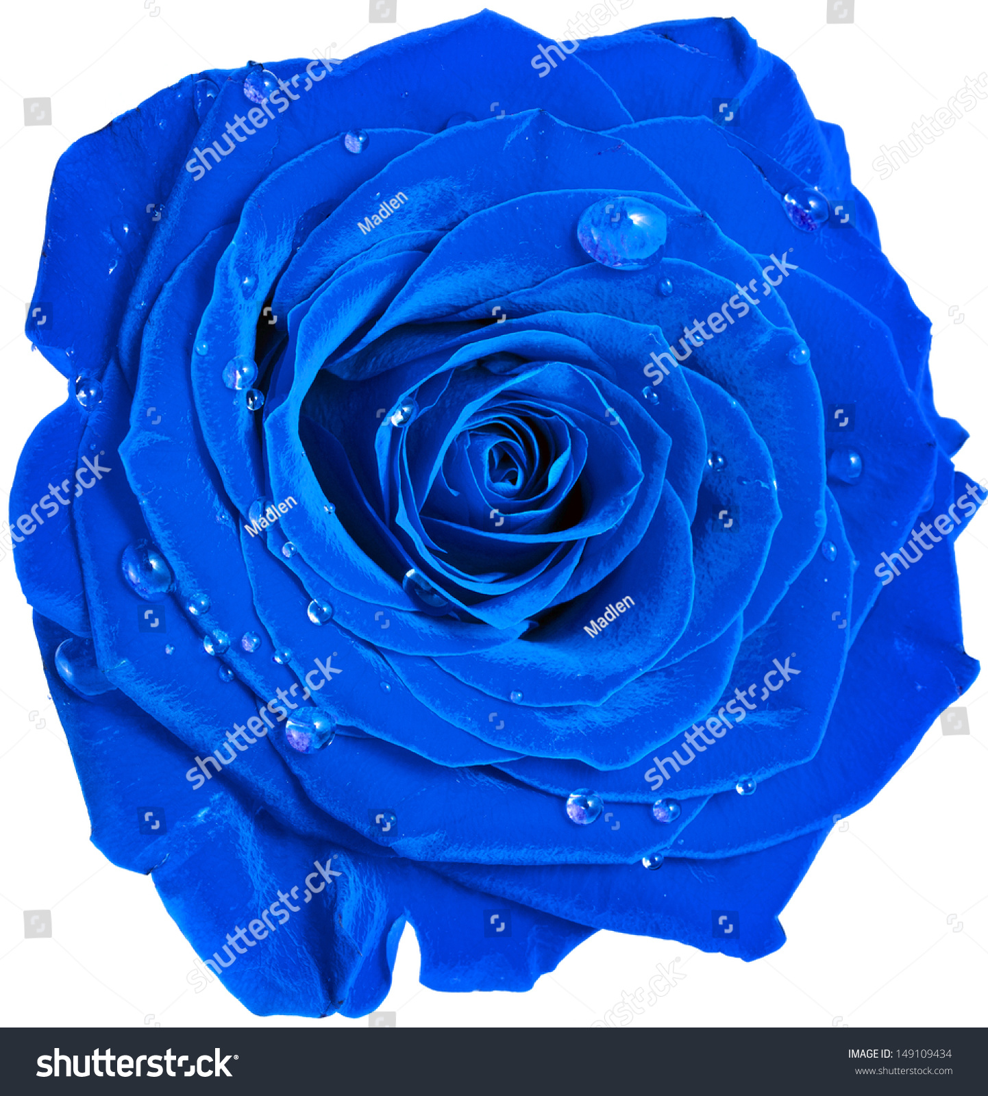 Beautiful Blue Rose Head Water Drops Stock Photo Edit Now