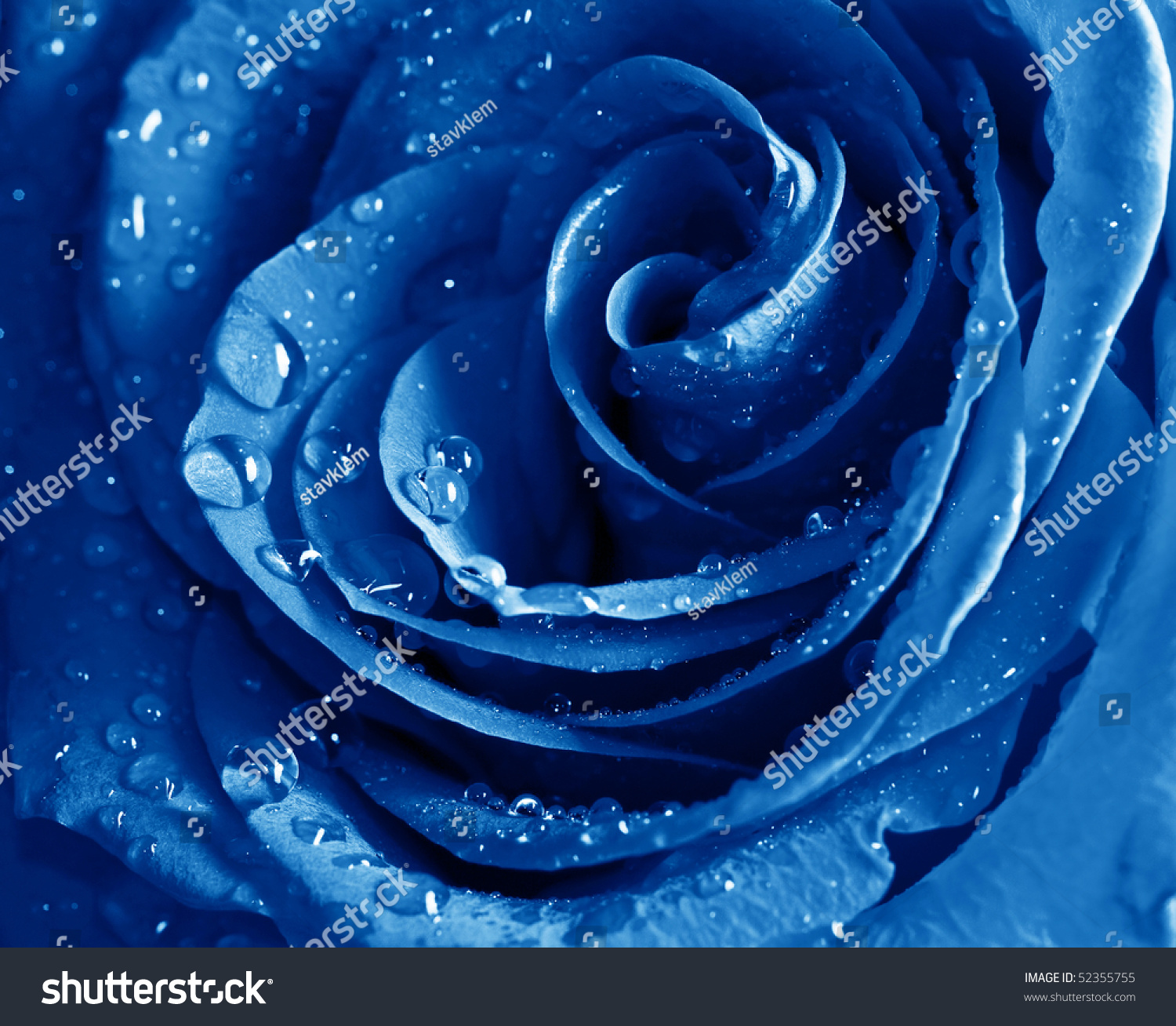 Beautiful Blue Rose Water Drops Stock Photo Edit Now