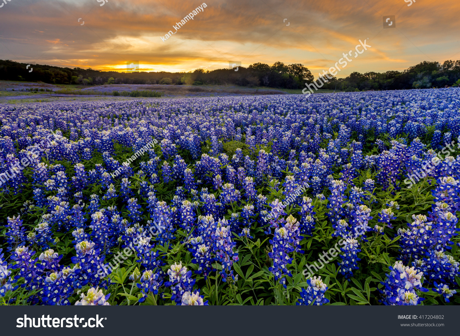 Beautiful Bluebonnets Field Sunset Near Austin Stock Photo 417204802 ...