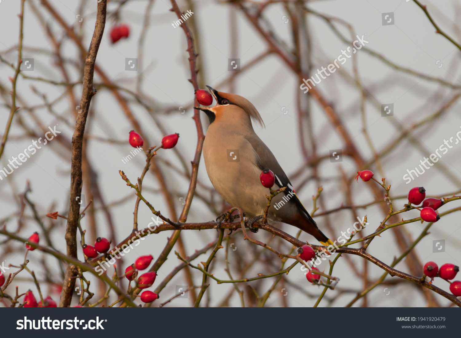 8,872 Berry eating bird Images, Stock Photos & Vectors | Shutterstock