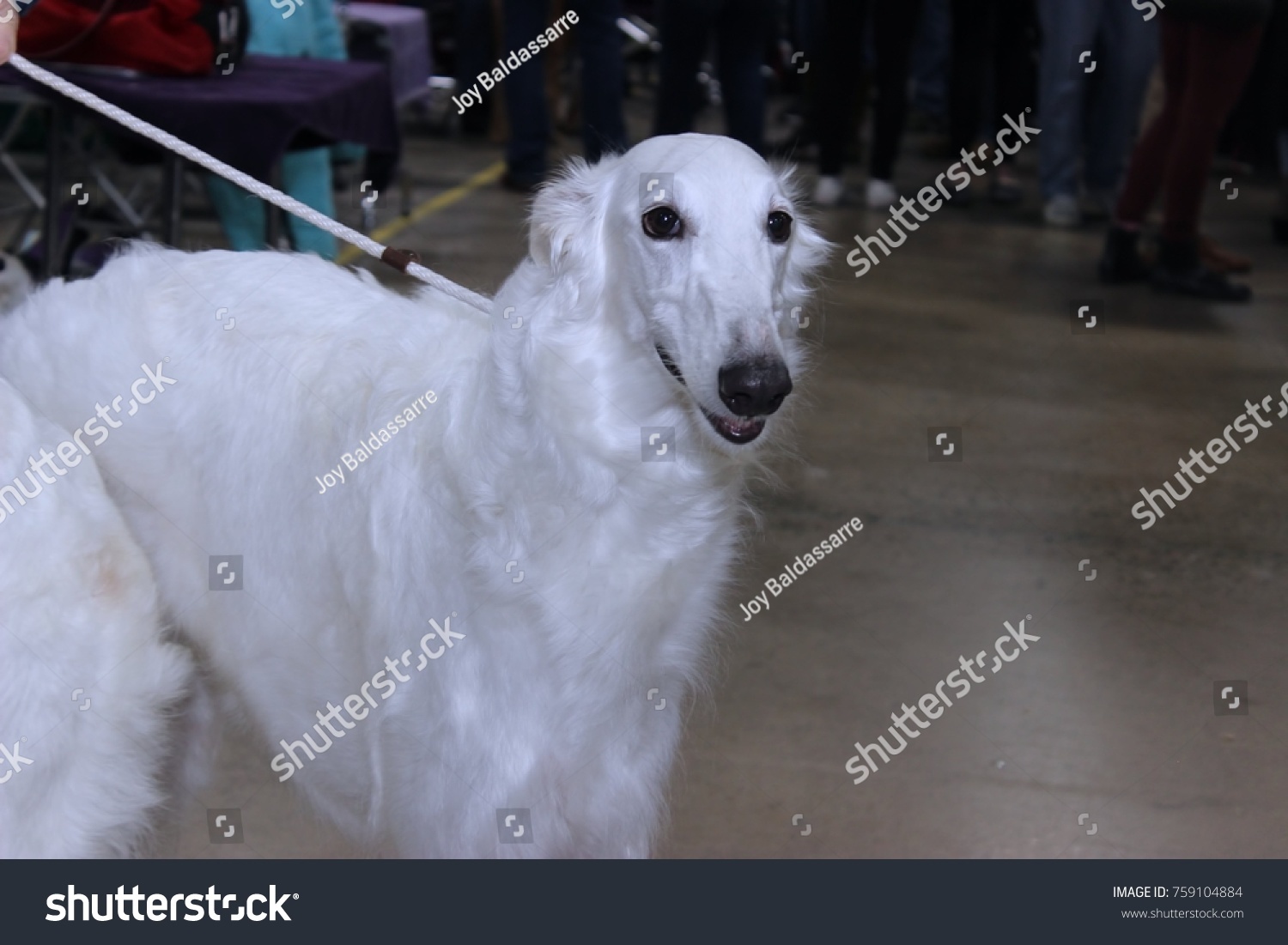 Beautiful Borzoi Dog Stock Photo Edit Now 759104884