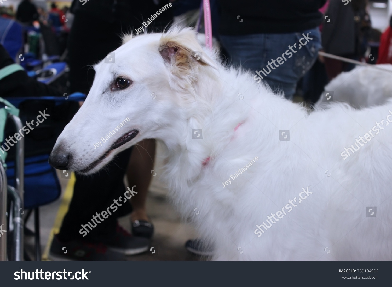 Beautiful Borzoi Dog Stock Photo Edit Now 759104902