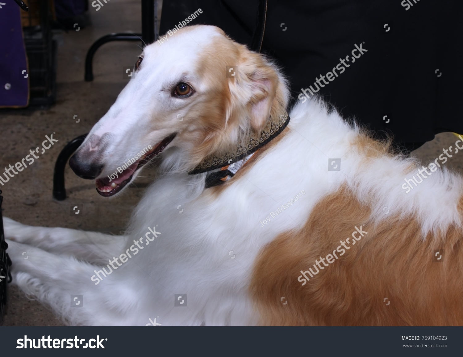 Beautiful Borzoi Dog Stock Photo Edit Now 759104923