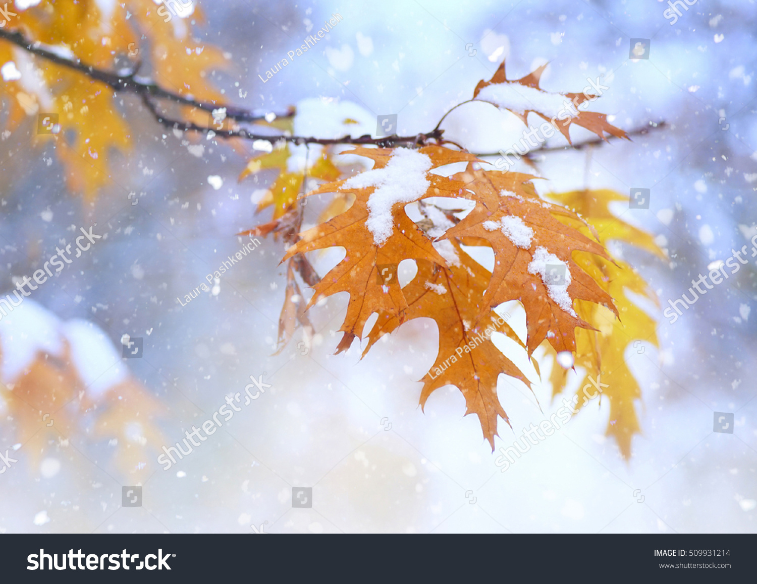 晩秋か初冬の雪の下に オレンジと黄色の葉を持つ美しい枝 最初の雪 雪片が落ち 穏やかにぼかしたロマンチックな明るい青の背景 接写 の写真素材 今すぐ編集