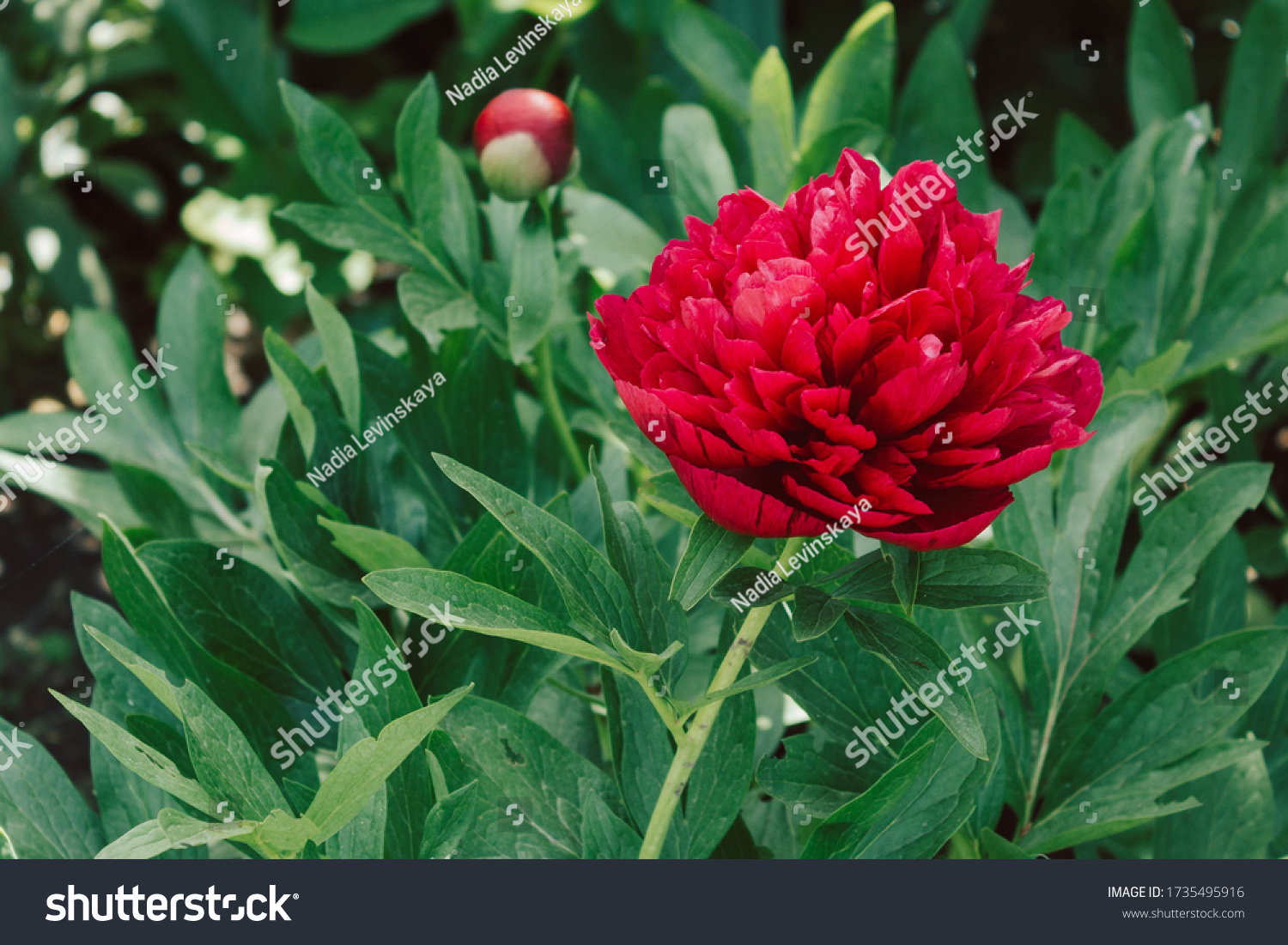 773 Maroon peonies Stock Photos, Images & Photography | Shutterstock