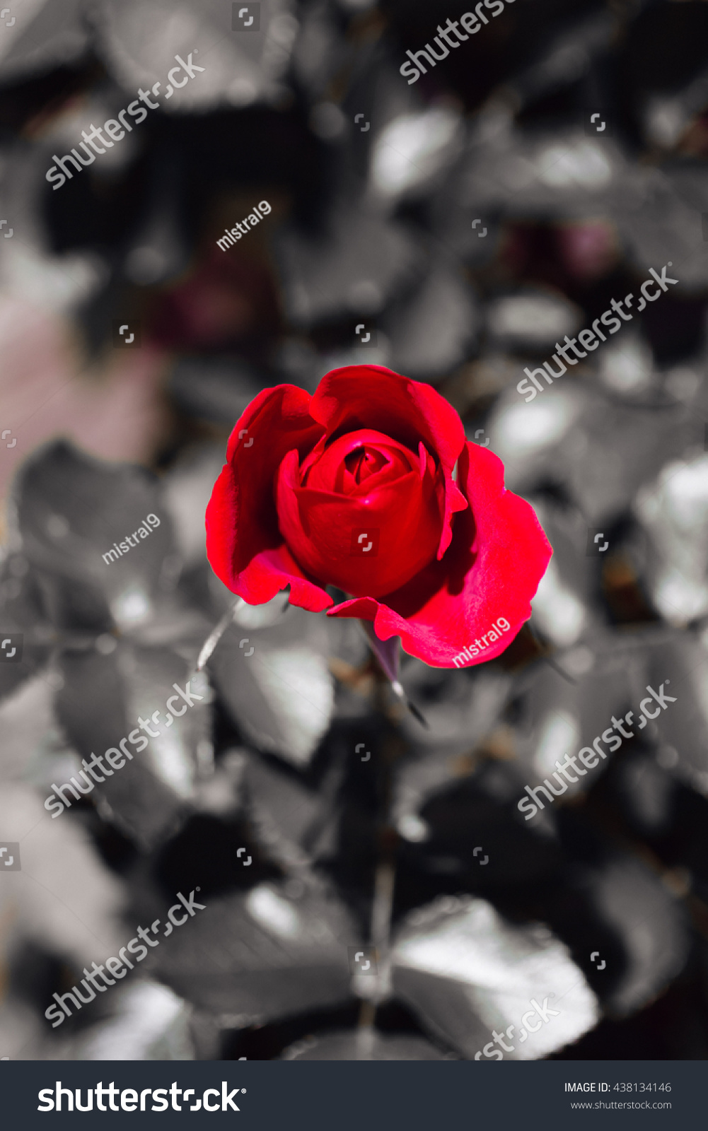 Beautiful Bright Red Rose Flower On Stock Photo Edit Now 438134146