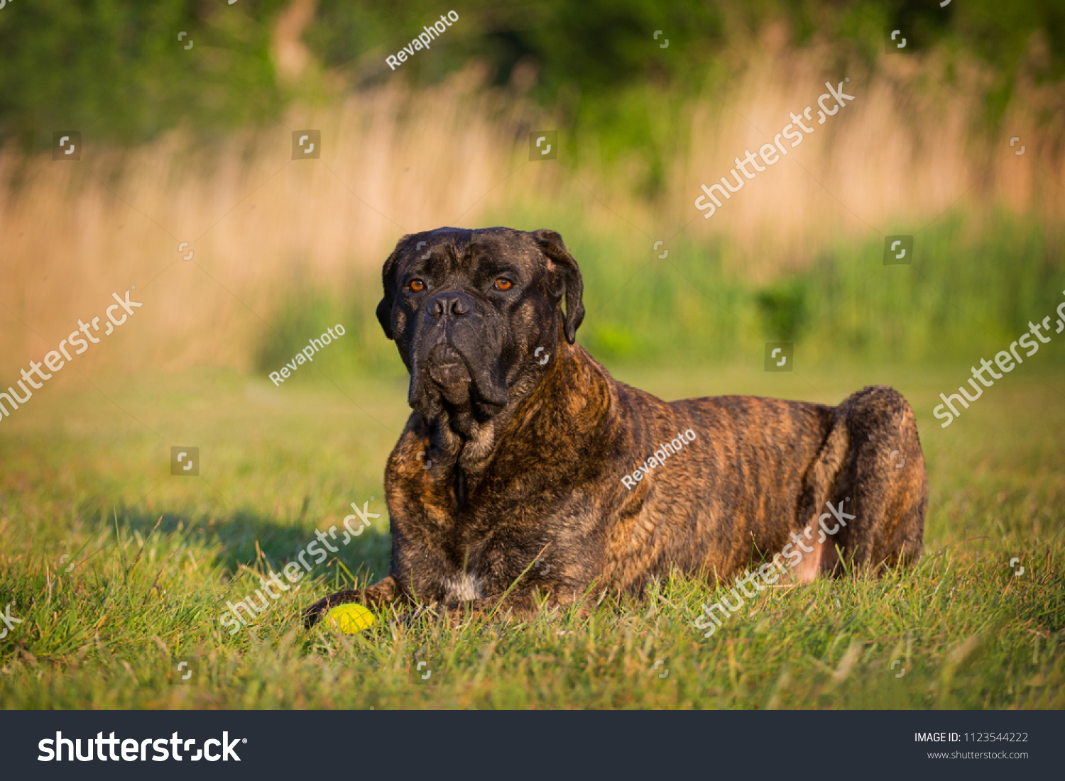 Hakuun Beautiful Brindle Cane Corso Poses On Liittyva Arkistovalokuva Muokkaa Nyt 1123544222