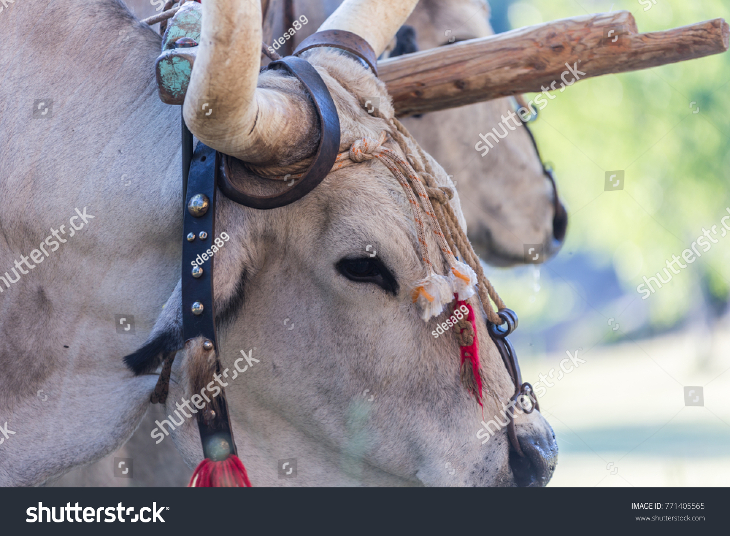 nose ring bull horn