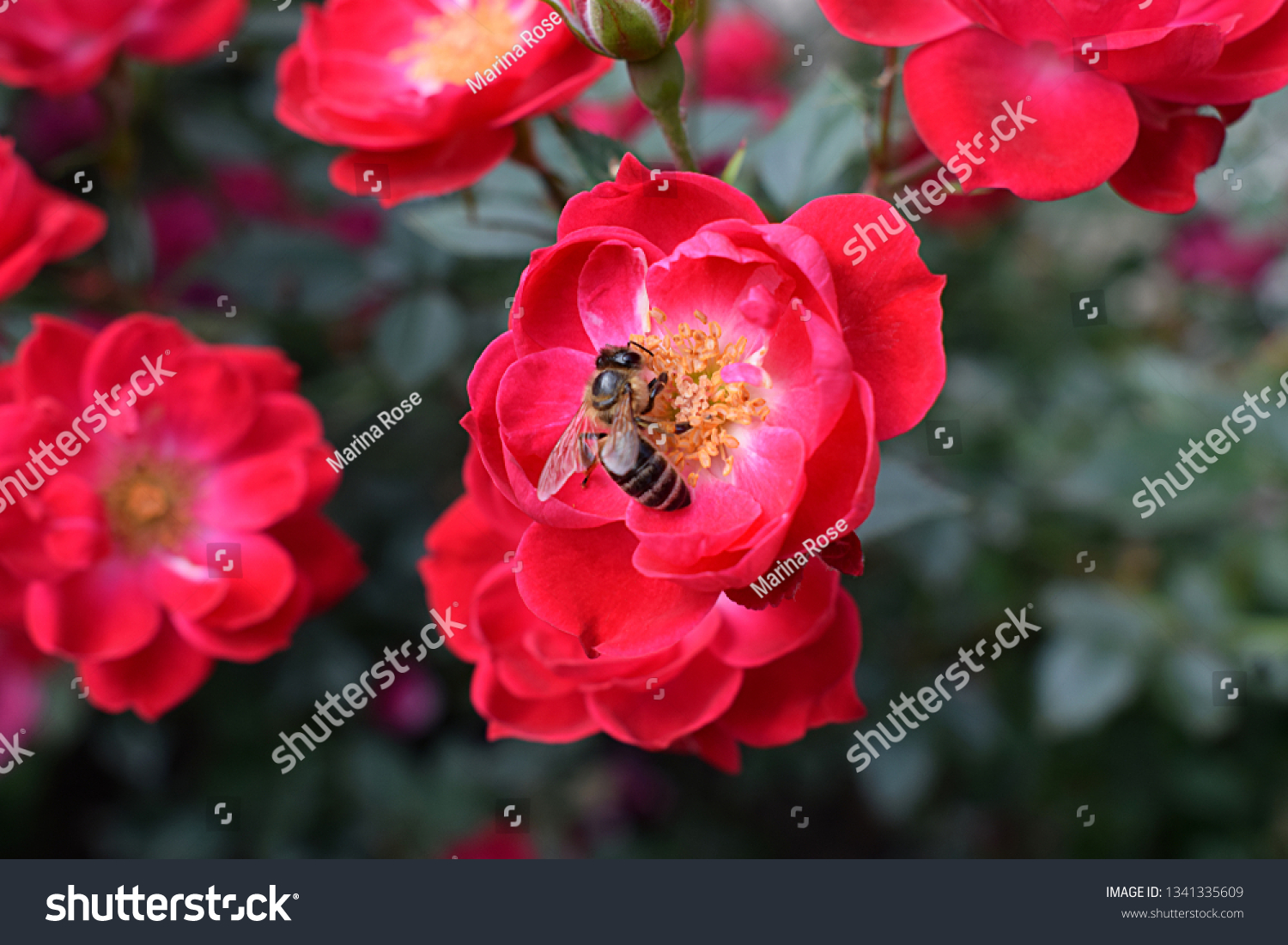 Beautiful Bush Red Roses Spring Garden Animals Wildlife Nature