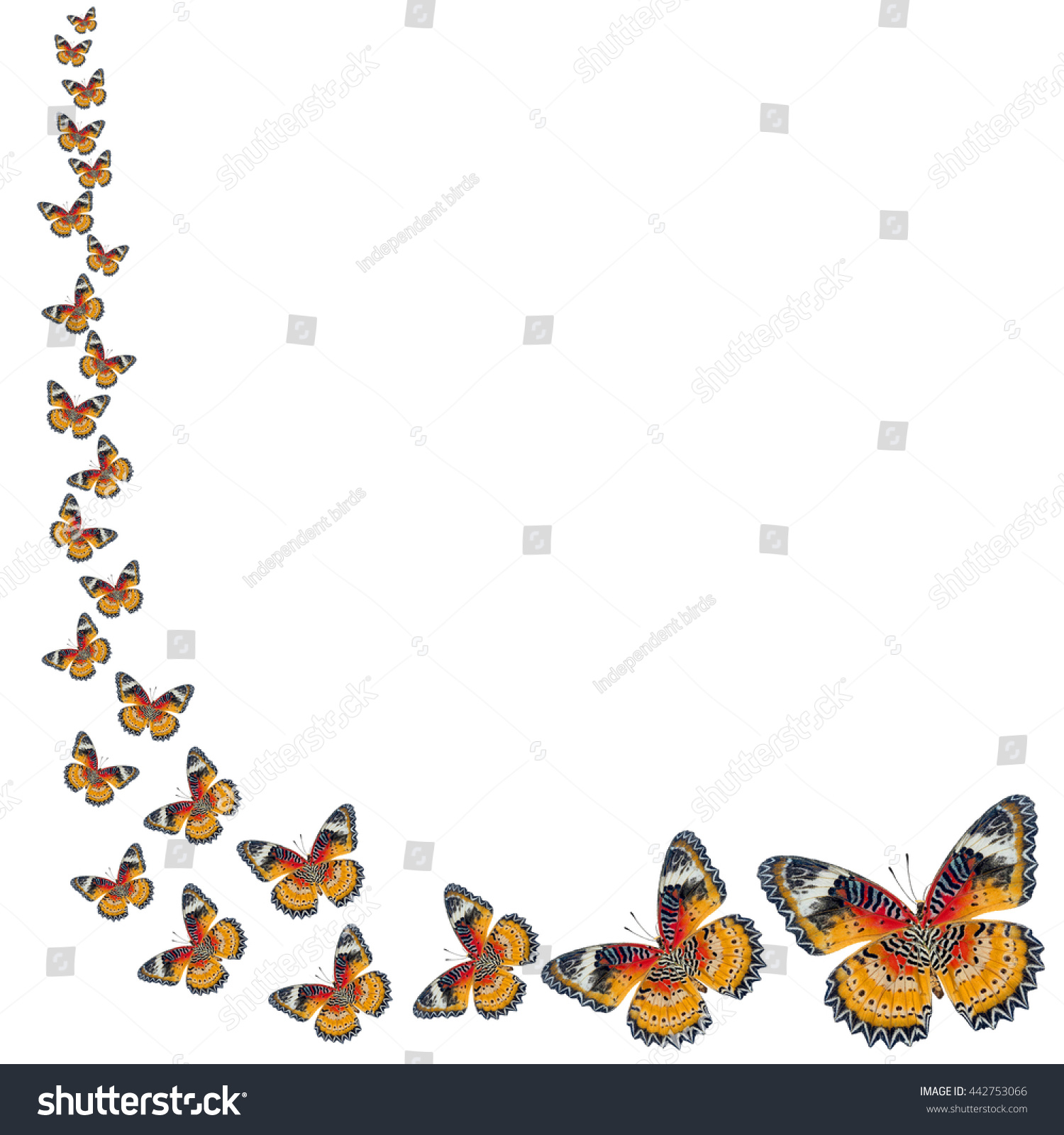 Beautiful Butterfly Background Stock Photo 442753066 : Shutterstock