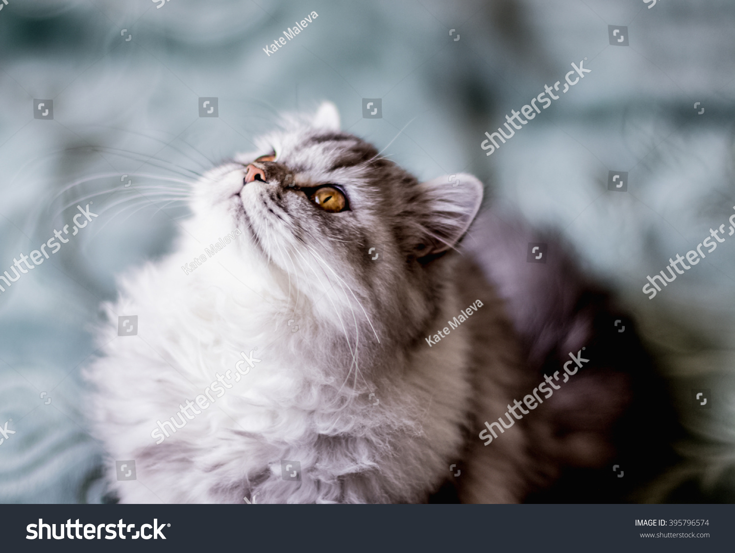 Beautiful Cat British Breed Yellow Eyes Stock Photo Edit Now