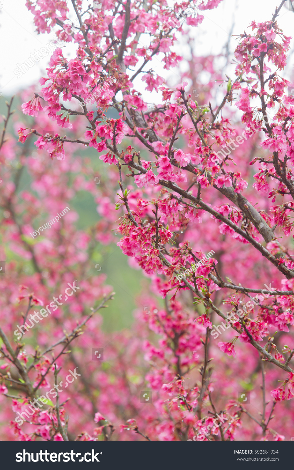 Beautiful Cherry Blossom Background Stock Photo Edit Now 592681934