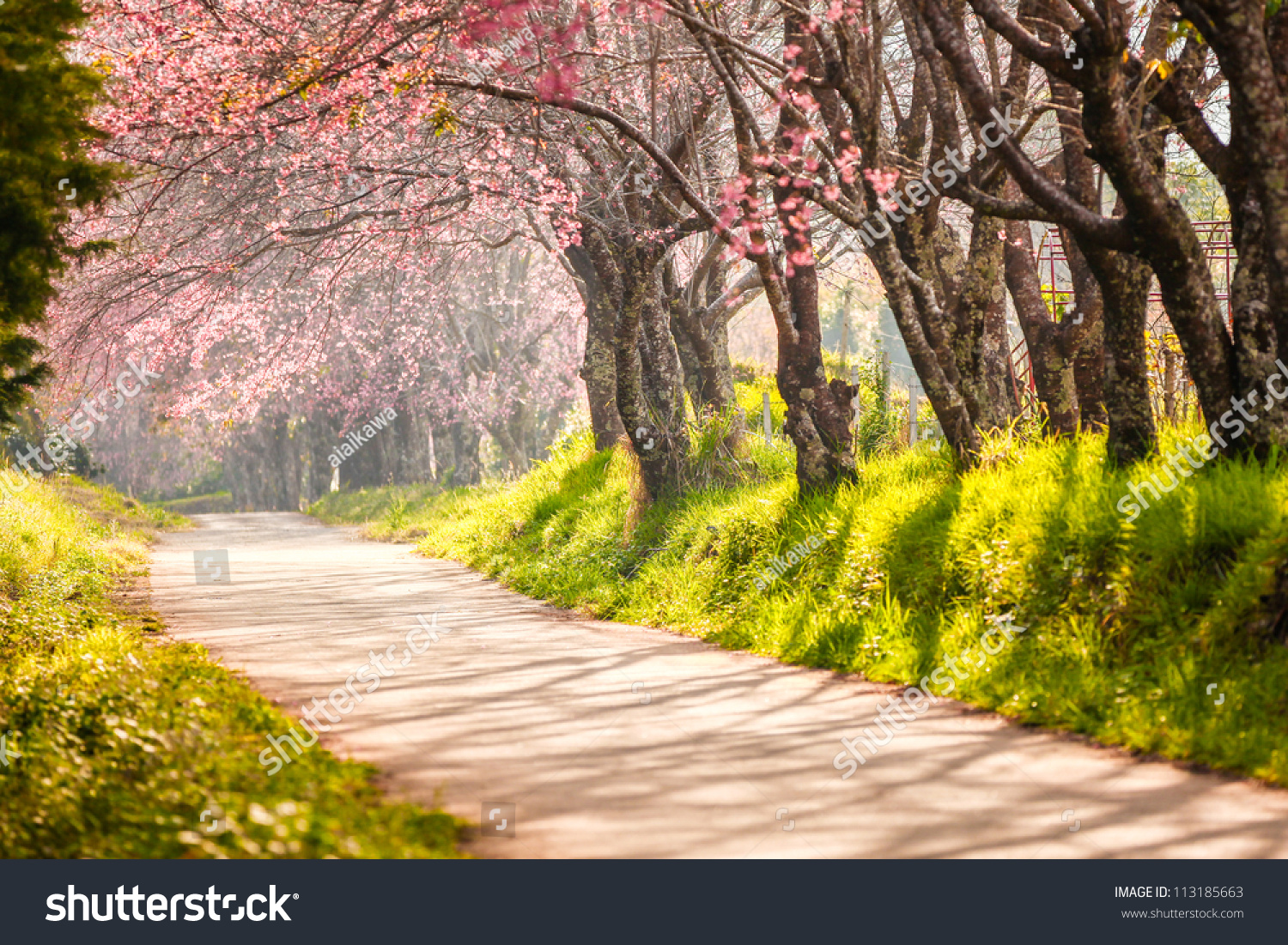 Beautiful Cherry Blossom Chiang Mai Thailand Stock Photo 113185663 ...