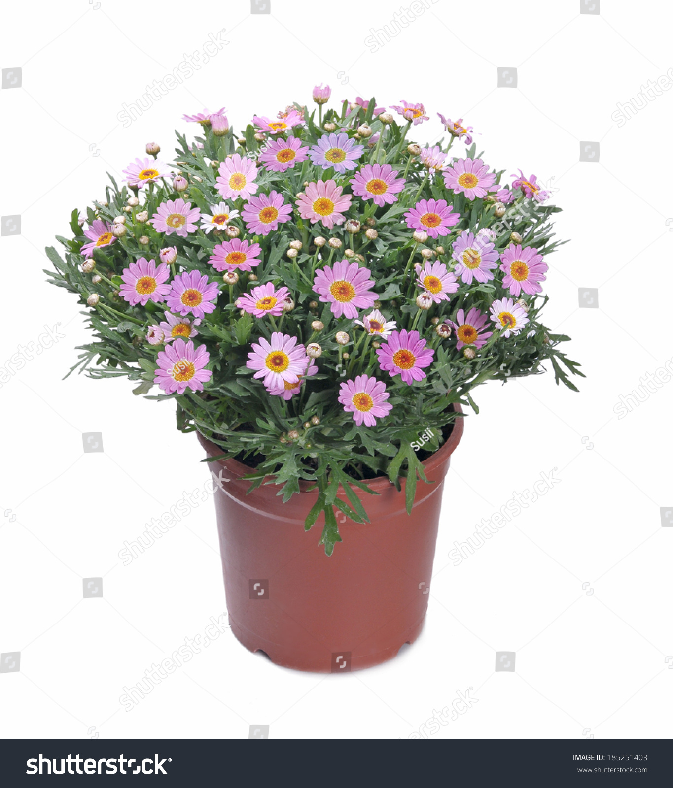 Beautiful Chrysanthemum Daisies Flowers Pot Isolated Stock Photo 185251403  Shutterstock