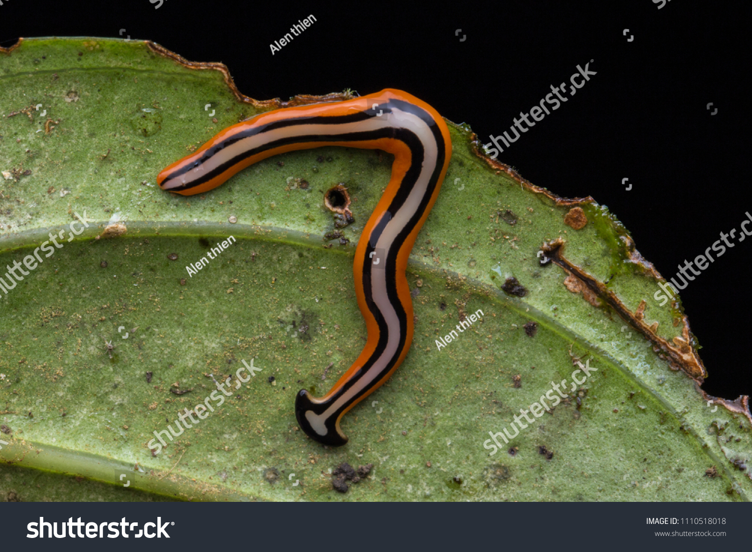 837 Ribbon worm Images, Stock Photos & Vectors Shutterstock