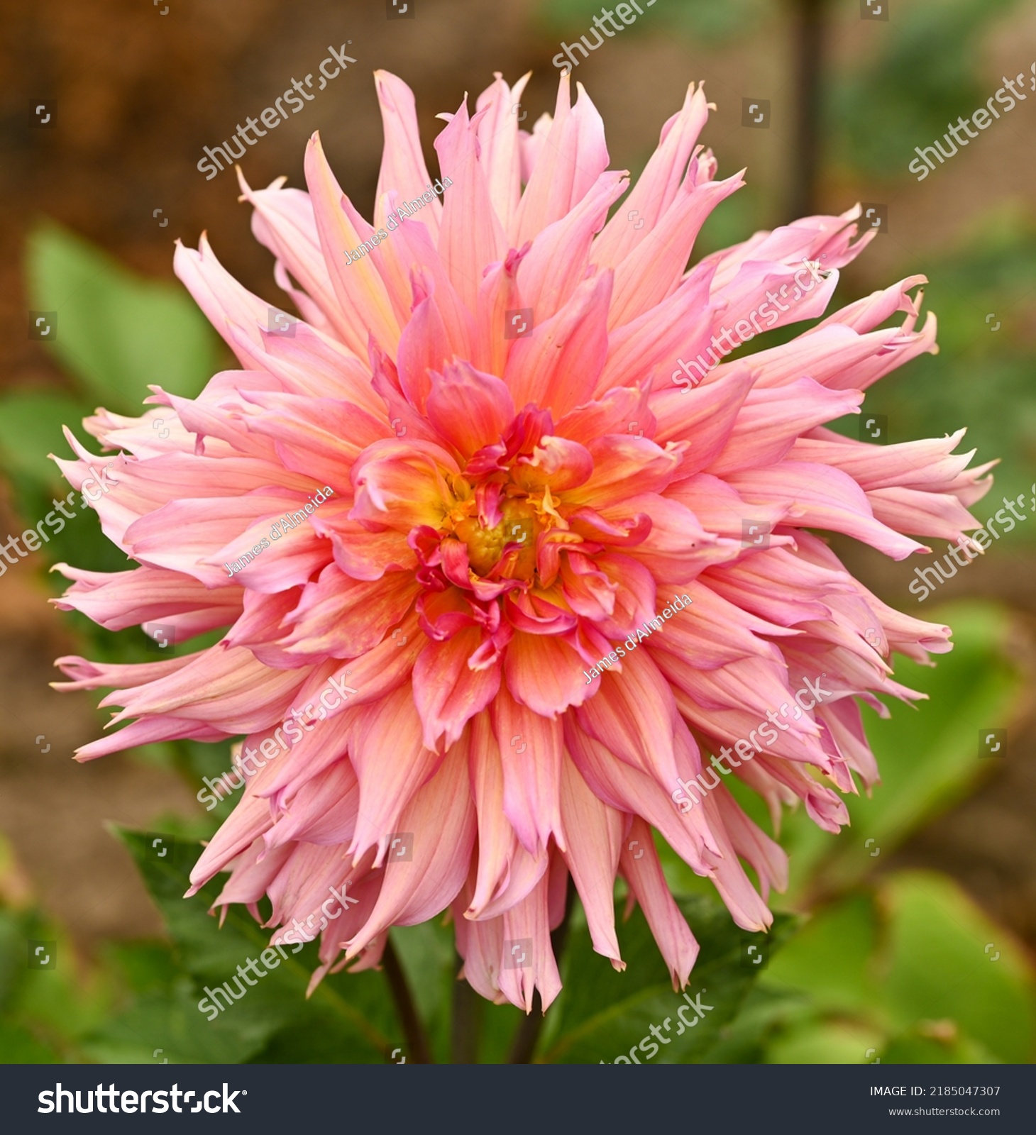 101 Fimbriated dahlia Images, Stock Photos & Vectors | Shutterstock