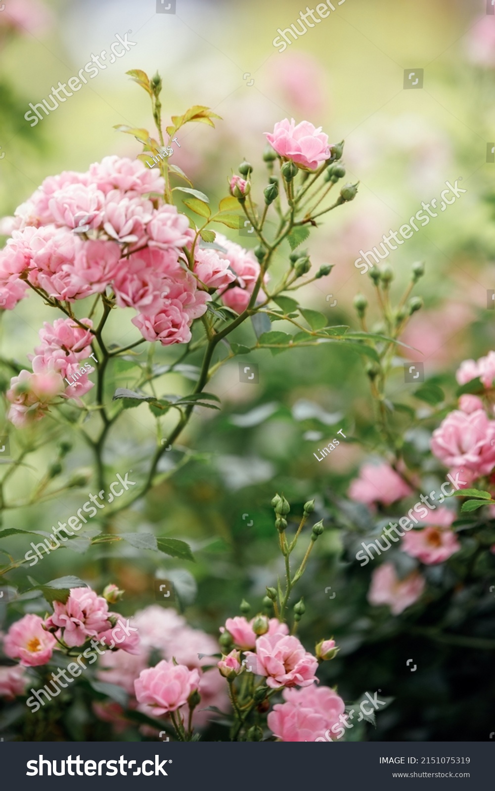 23,232 Small roses close Images, Stock Photos & Vectors | Shutterstock