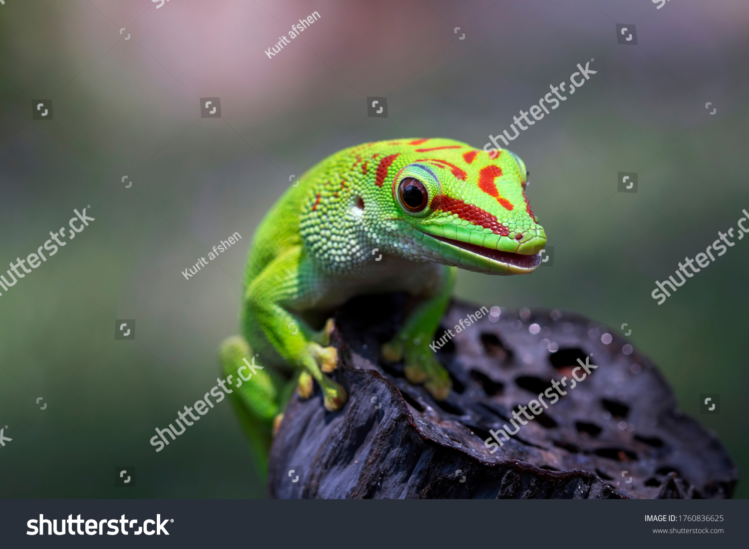 296 Madagascar giant day gecko Images, Stock Photos & Vectors ...