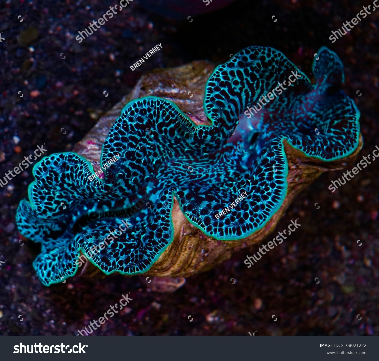 550 Coral fragging Images, Stock Photos & Vectors | Shutterstock