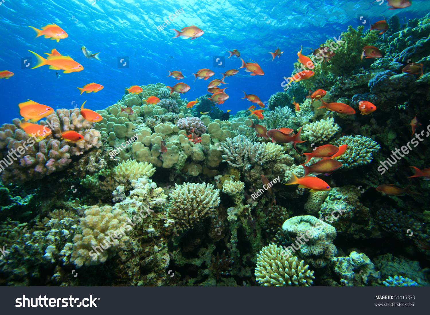 Beautiful Coral Reef Stock Photo 51415870 : Shutterstock