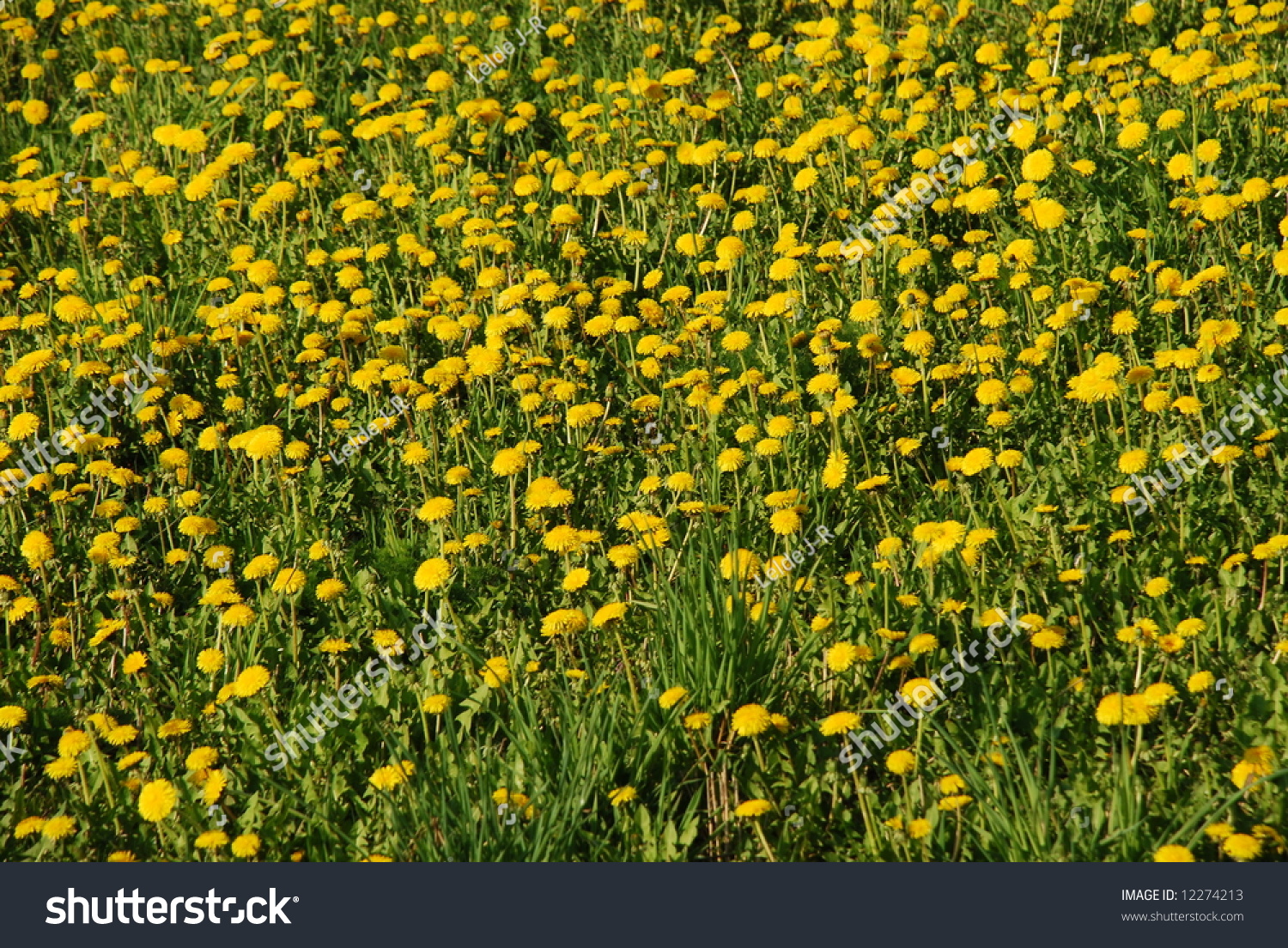 Beautiful Dandelions Field, A Field Full Of Dandelion`S In Summer Stock ...