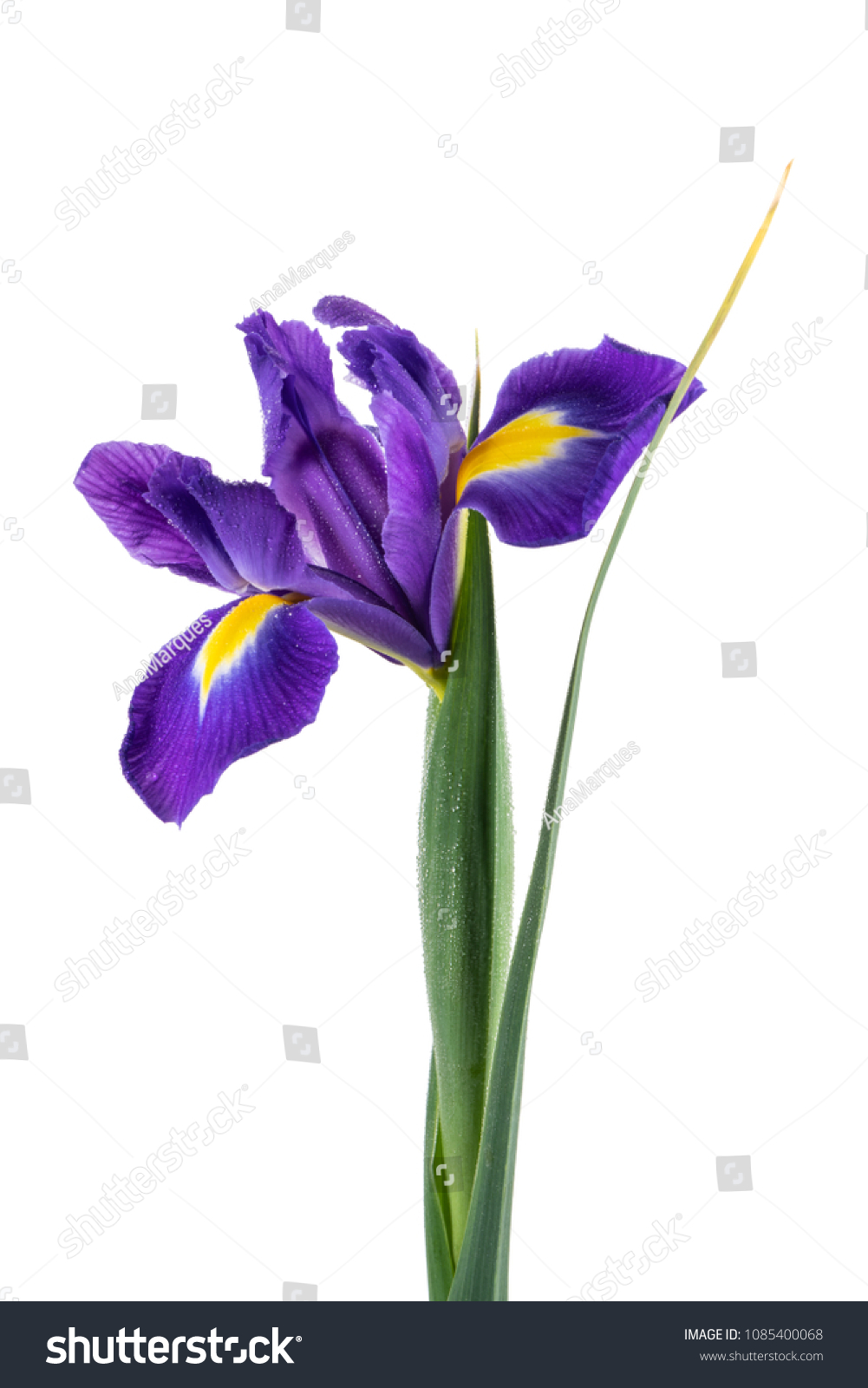 Beautiful Dark Purple Iris Flower Isolated Stockfoto 18 ...