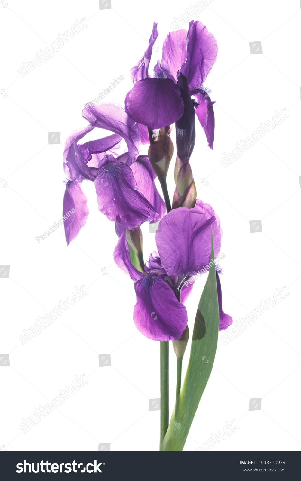 Stem Three Purple White Plicata Flowers Stockfoto 18 ...