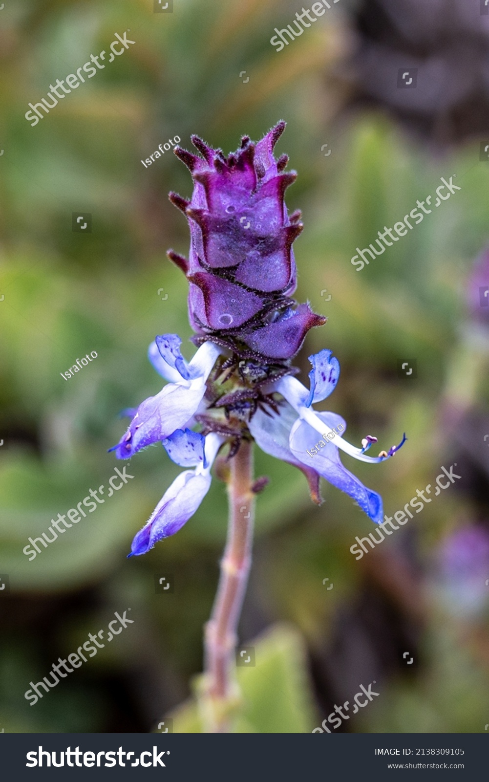 Plectranthus caninus Plant Coleus Dogbane Scaredy Cat Ornamental Succulent Plectranthus caninus Plant Coleus Dogbane Scaredy Cat Ornamental Succulent