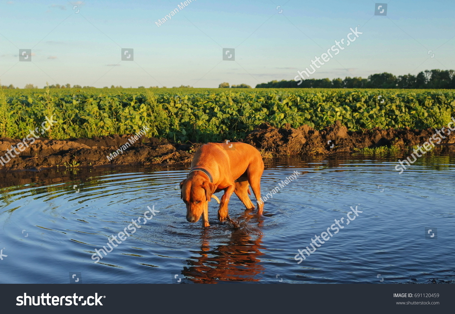 Beautiful Dog Rhodesian Ridgeback Outdoors On Stock Photo Edit Now