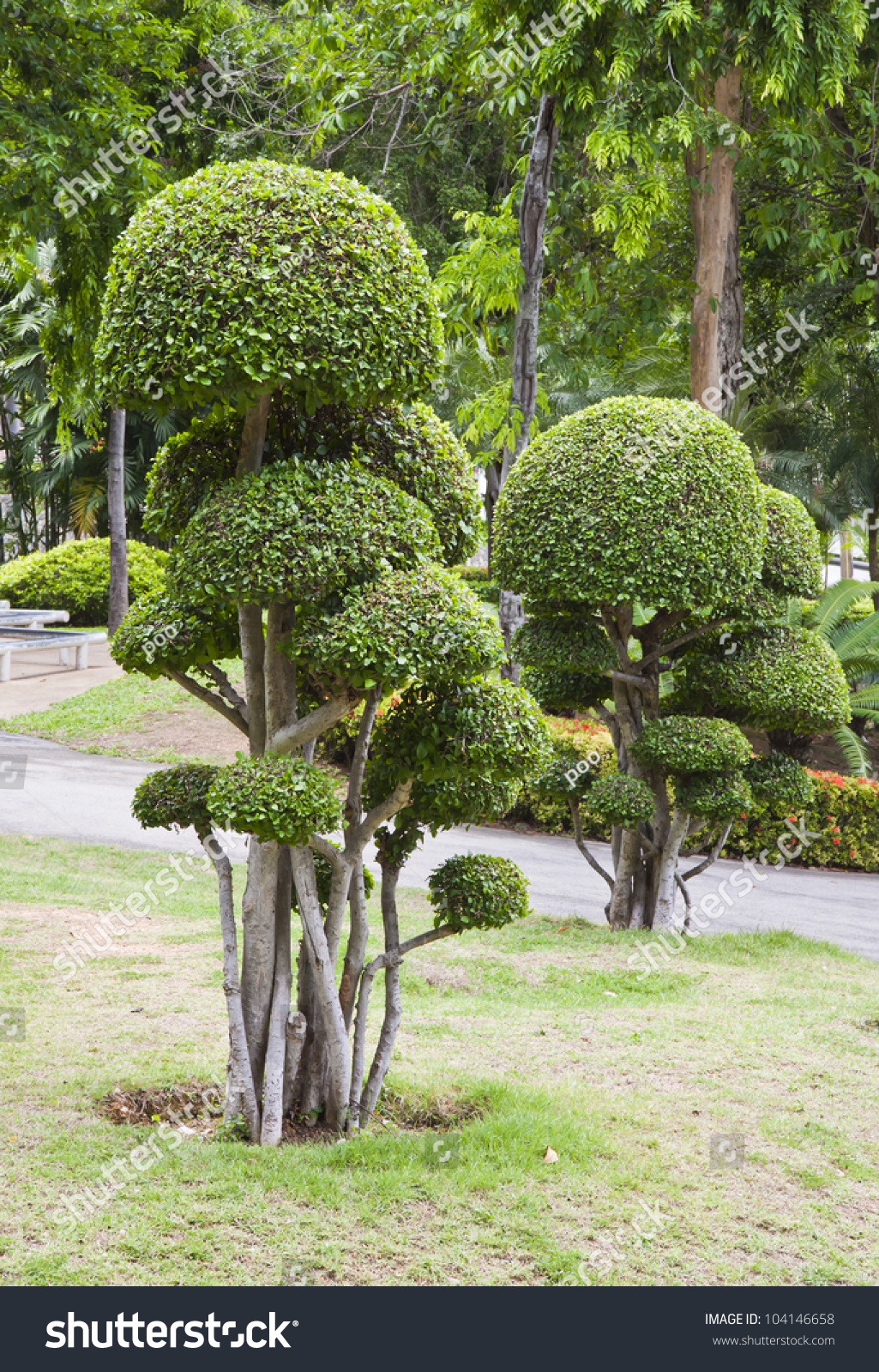 Beautiful Dwarf Tree Garden In Pattaya Stock Photo 104146658 - Shutterstock