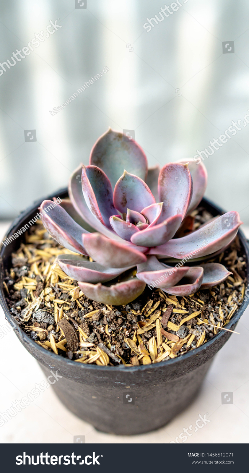 Beautiful Echeveria Purple Pearl Decorative Succulent Nature Stock Image 1456512071