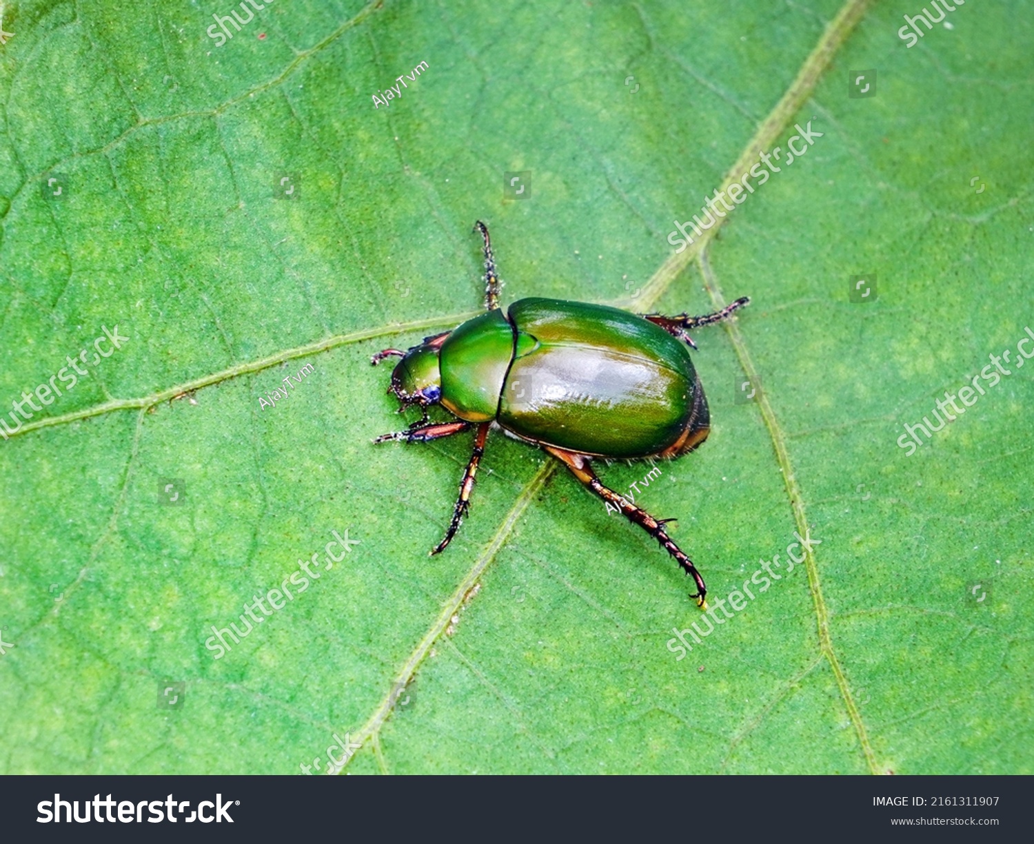 Beautiful Emerald Green Beetle Heterorrhina Elegans Stock Photo ...