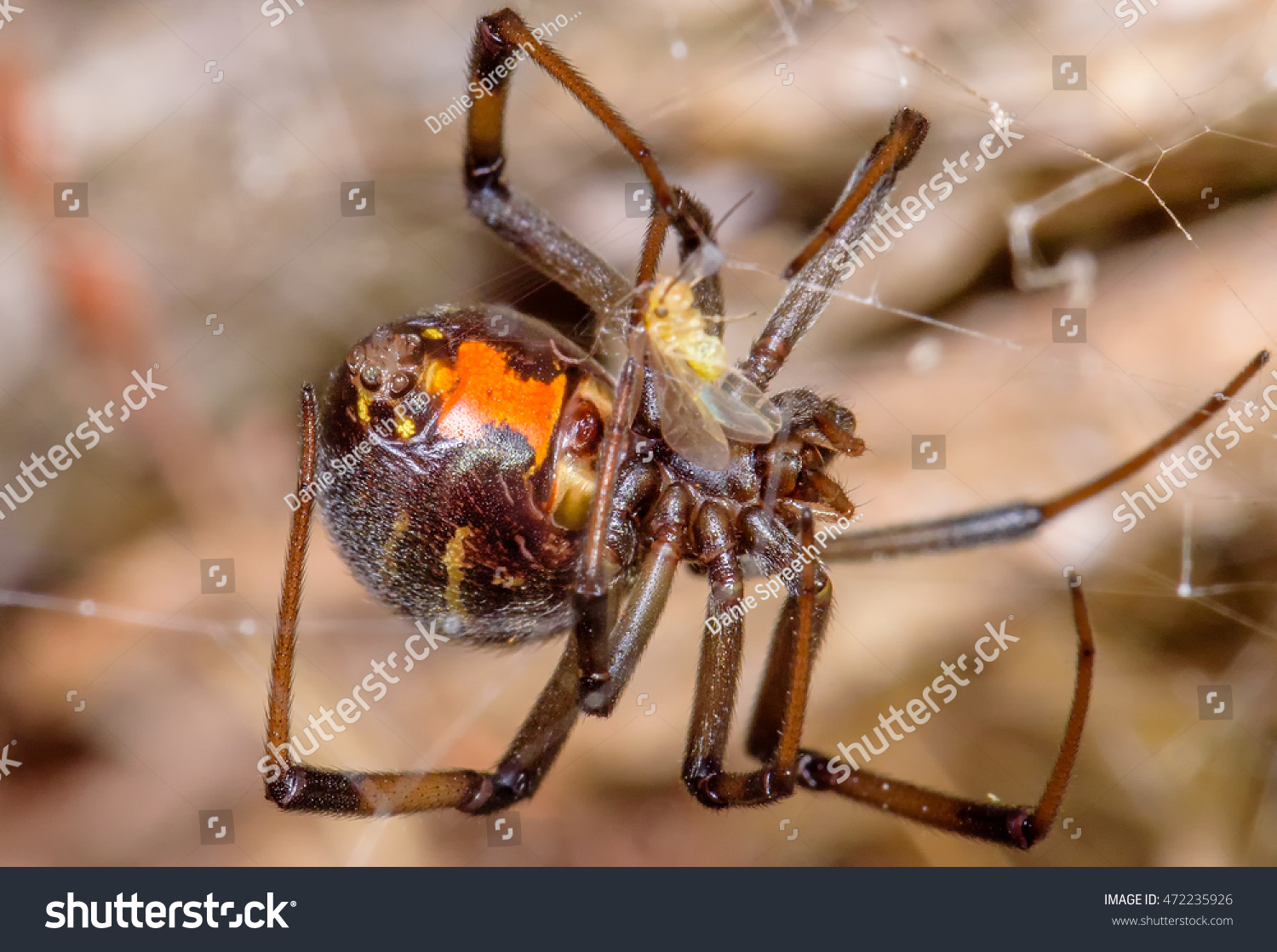 Beautiful Example False Widow Aka Brown Stock Photo Edit Now 472235926