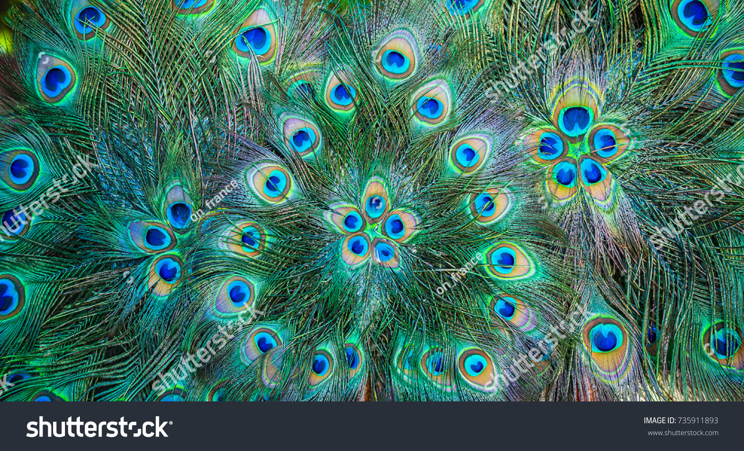 Beautiful exotic peacock feathers background. Peacock pattern green and blue.
