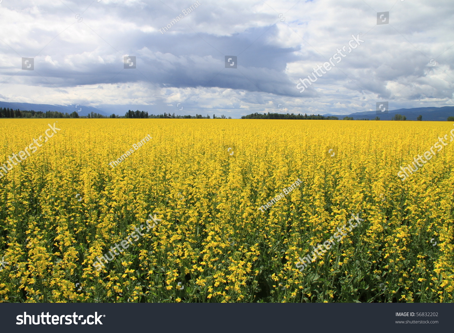 stock photo beautiful farm in montana with vibrant yellow goldenrod crops growing in the fields 56832202