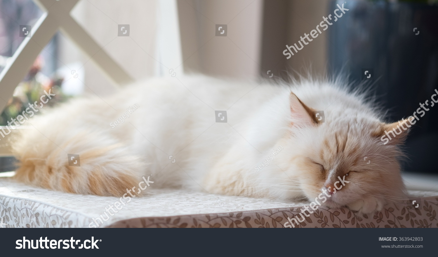 red point siberian cat
