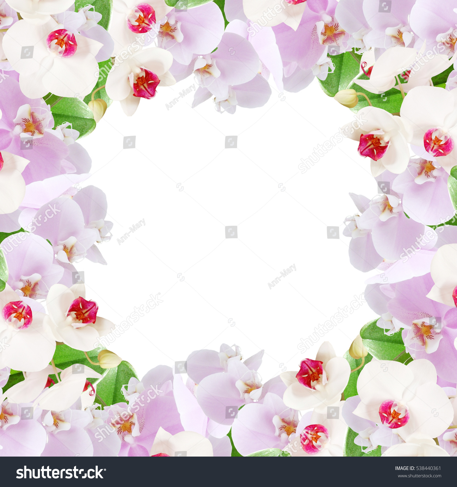 Beautiful Floral Frame White Purple Orchids Stock Photo (Edit Now ...