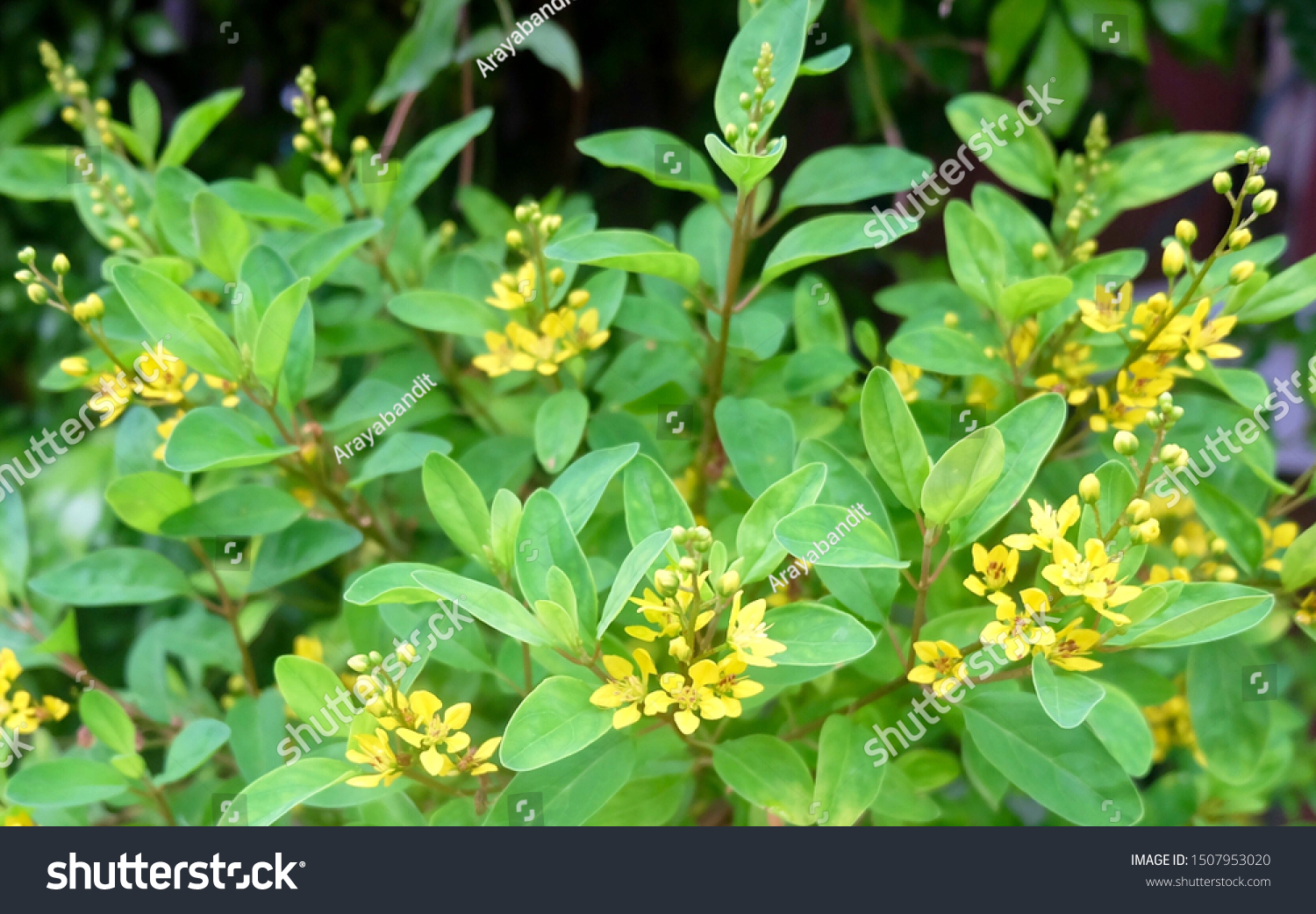 2 Pokok telur belangkas Images, Stock Photos & Vectors | Shutterstock