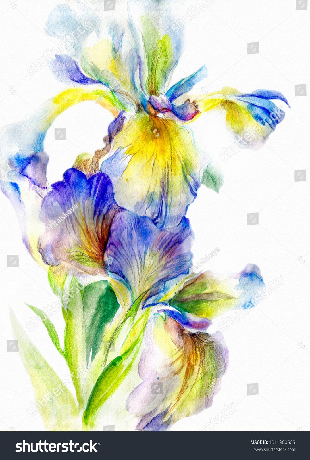 Beautiful Flower Iris Bright Colorful Cold Stock Illustration ...