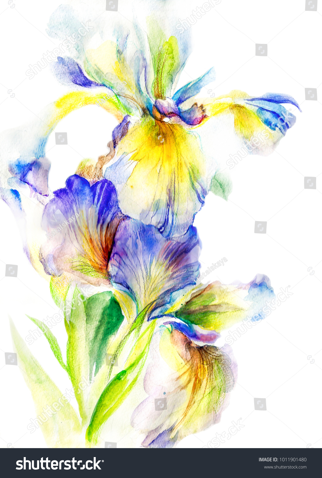 Beautiful Flower Iris Bright Colorful Cold Stock Illustration ...