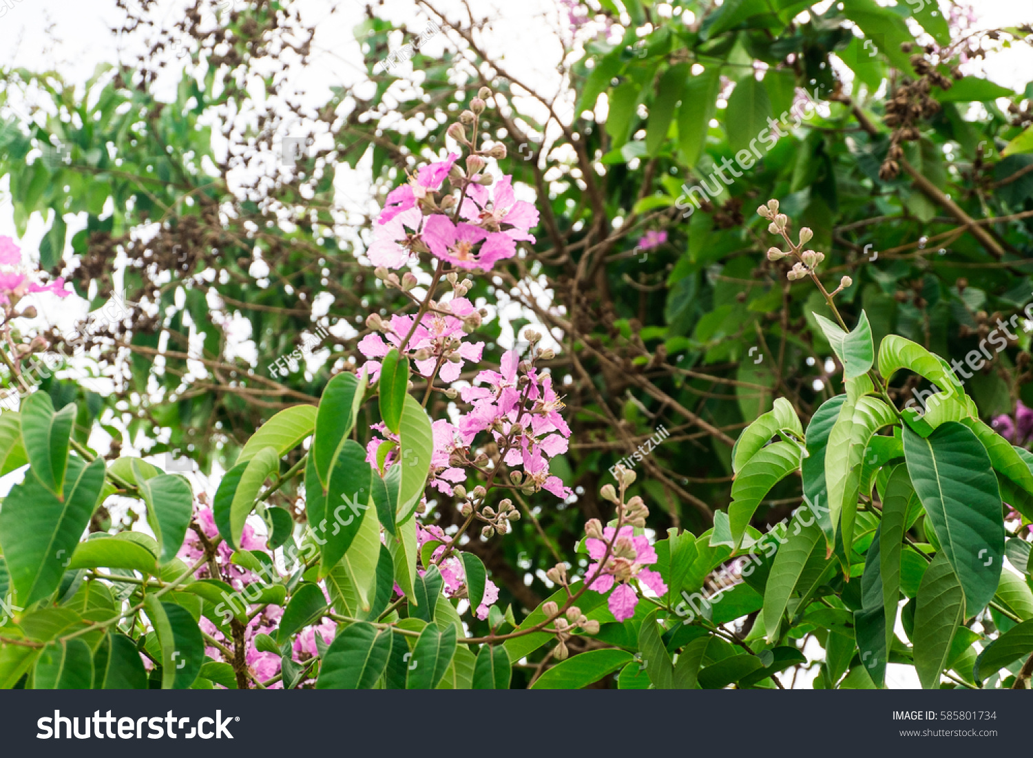 Beautiful Flower On Tree Green Leaves Stock Photo 585801734 - Shutterstock