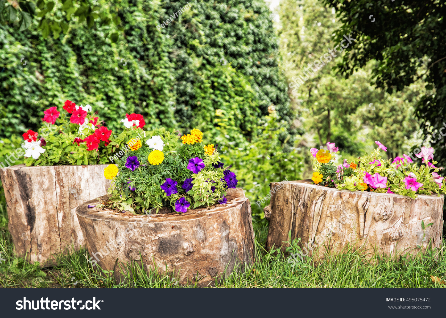 Beautiful Flowers Decoration On Tree Stumps Stock Photo Edit Now